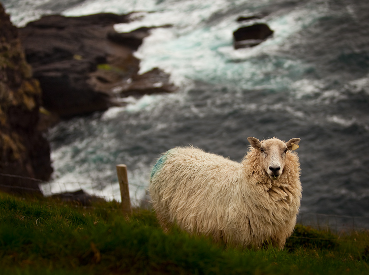 Dingle sheep in focus