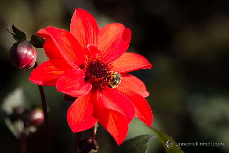 Red Flower with Bee